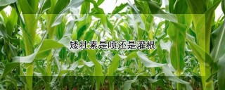 矮壮素是喷还是灌根,第1图