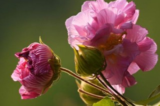 芙蓉花种子种植什么时候开花,第2图