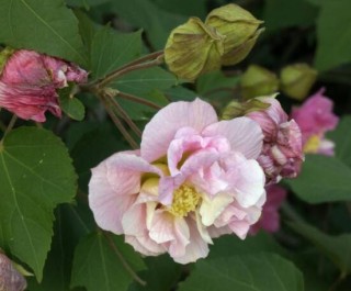 木芙蓉花怎么修剪，在每年萌芽和花谢后修剪最佳,第6图