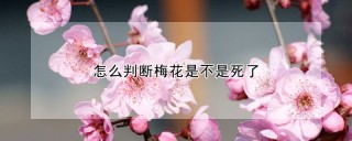 怎么判断梅花是不是死了,第1图