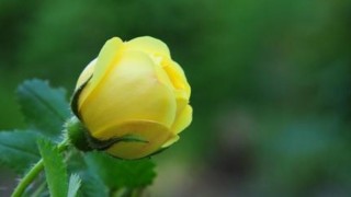 黄玫瑰的花语是什么意思,第1图