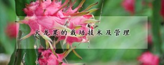 火龙果的栽培技术及管理,第1图