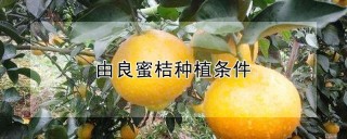 由良蜜桔种植条件,第1图