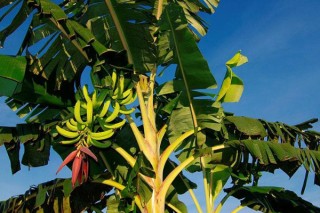 芭蕉叶是香蕉的叶子吗,第2图