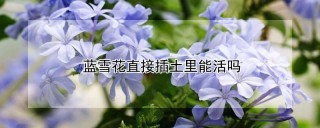 蓝雪花直接插土里能活吗,第1图