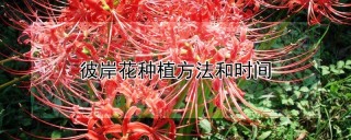 彼岸花种植方法和时间,第1图