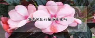 重瓣凤仙花是多年生吗,第1图