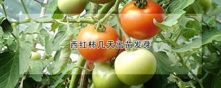 西红柿几天出苗发芽,第1图