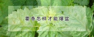 藿香怎样才能爆盆,第1图