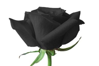 黑玫瑰花语,第3图
