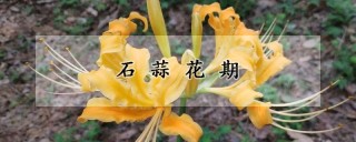 石蒜花期,第1图