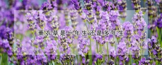 薰衣草是一年生还是多年生,第1图