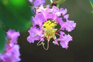 紫薇花的象征意义,第2图