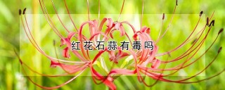 红花石蒜有毒吗,第1图