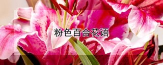 粉色百合花语,第1图