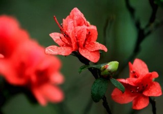 杜鹃花施什么肥最好，黑山土特别适合植物生长,第1图