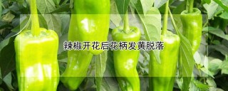 辣椒开花后花柄发黄脱落,第1图