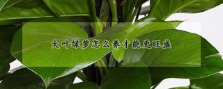 大叶绿萝怎么养才能更旺盛,第1图