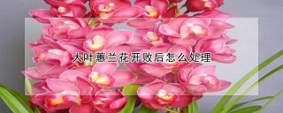 大叶蕙兰花开败后怎么处理,第1图