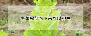 生菜根部切下来可以种吗,第1图