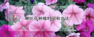 喇叭花种植时间和方法,第1图