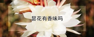 昙花有香味吗,第1图