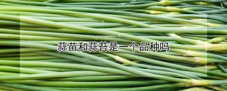 蒜苗和蒜苔是一个品种吗,第1图