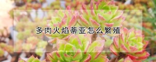 多肉火焰蒂亚怎么繁殖,第1图