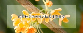 四季桂花的养殖方法和注意事项,第1图