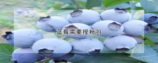 蓝莓需要授粉吗,第1图