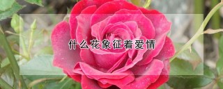 什么花象征着爱情,第1图