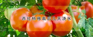 西红柿移栽后几天浇水,第1图