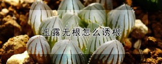 玉露无根怎么诱根,第1图