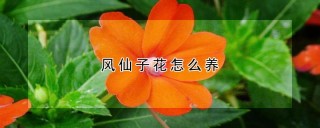 风仙子花怎么养,第1图