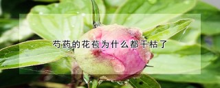 芍药的花苞为什么都干枯了,第1图