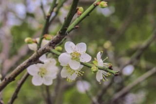 秋天的梅花黄叶掉叶子正常吗，需要及时进行补救,第6图