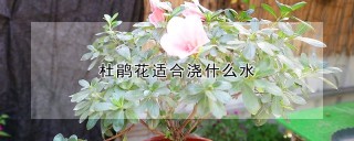 杜鹃花适合浇什么水,第1图