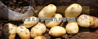 土豆几月份种植几月份收获,第1图