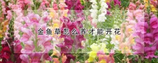 金鱼草怎么养才能开花,第1图