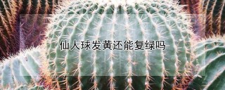 仙人球发黄还能复绿吗,第1图