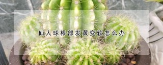 仙人球根部发黄变软怎么办,第1图