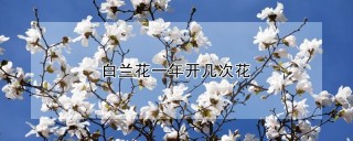 白兰花一年开几次花,第1图