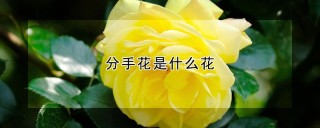 分手花是什么花,第1图