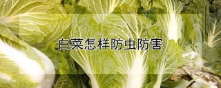 白菜怎样防虫防害,第1图