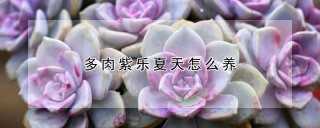 多肉紫乐夏天怎么养,第1图