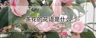 茶花的花语是什么,第1图