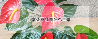 红掌花不红是怎么回事,第1图