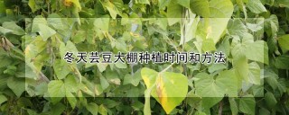 冬天芸豆大棚种植时间和方法,第1图