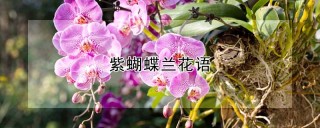 紫蝴蝶兰花语,第1图