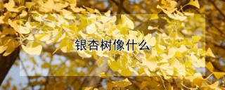 银杏树像什么,第1图